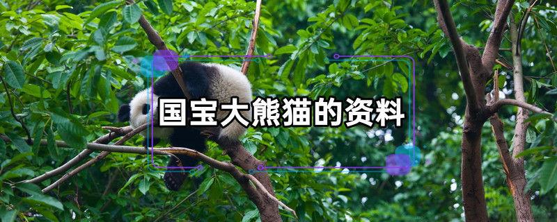 国宝大熊猫的资料