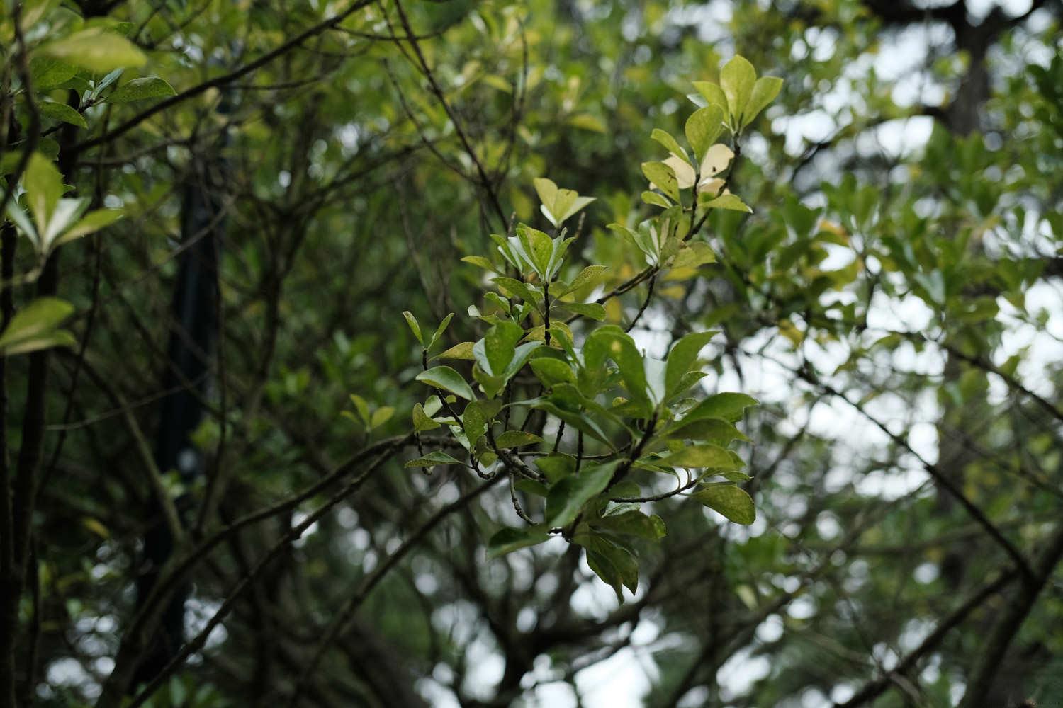 冬青树叶子都发白了是怎么回事，叶子发白怎么办
