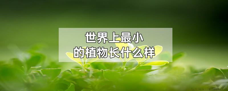 世界上最小的植物长什么样
