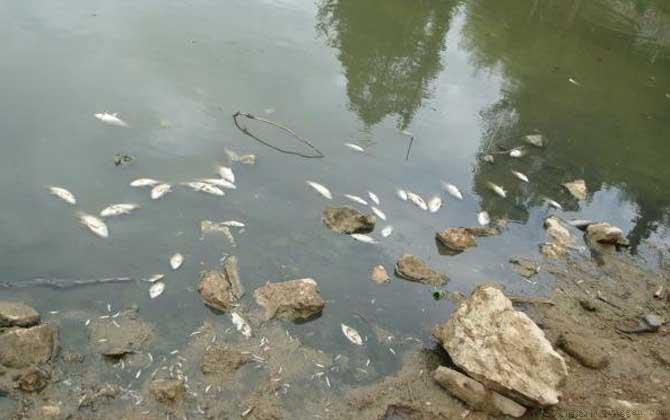 反硝化细菌是什么生物