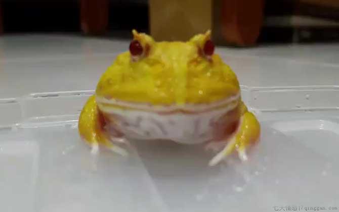 黄金角蛙是什么蛙