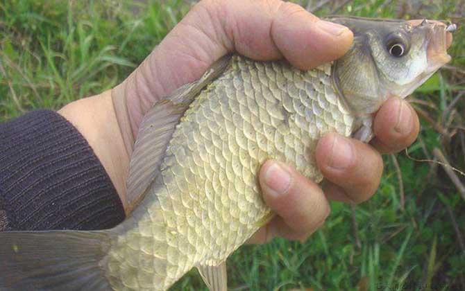 盆里养鲫鱼怎么才不死