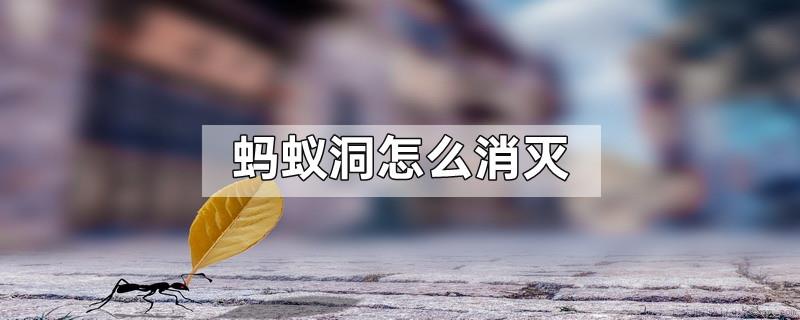 蚂蚁洞怎么消灭