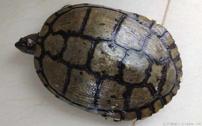 古巴彩龟是什么龟
