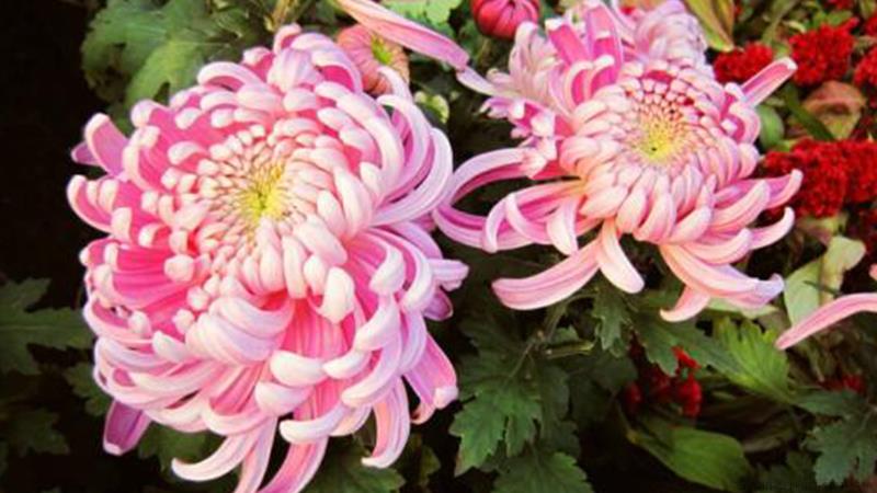 盆栽菊花的养殖方法