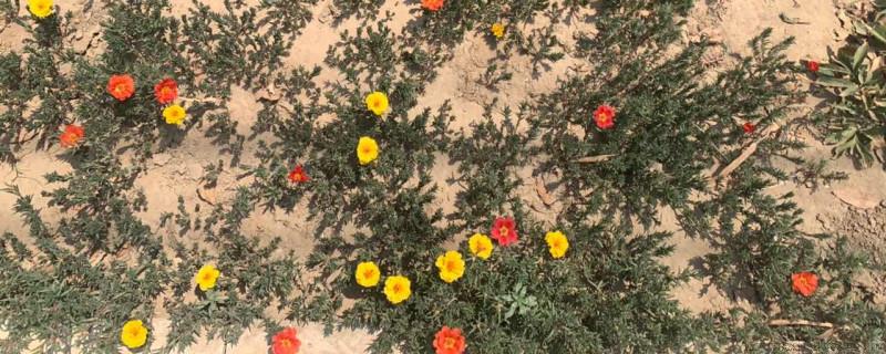 花刚移栽要不要浇水