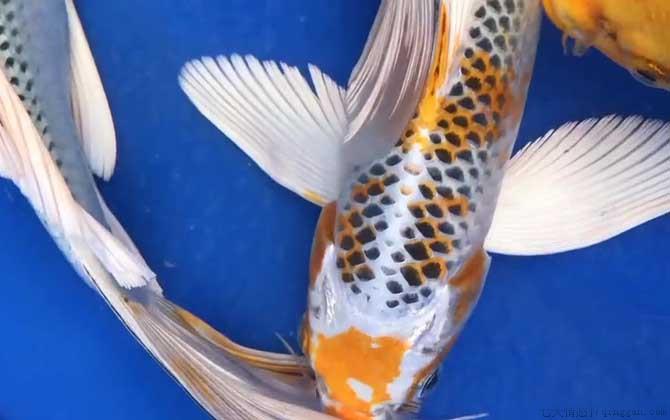 龙凤锦鲤是什么鱼