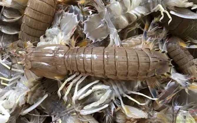 皮皮虾是什么虾