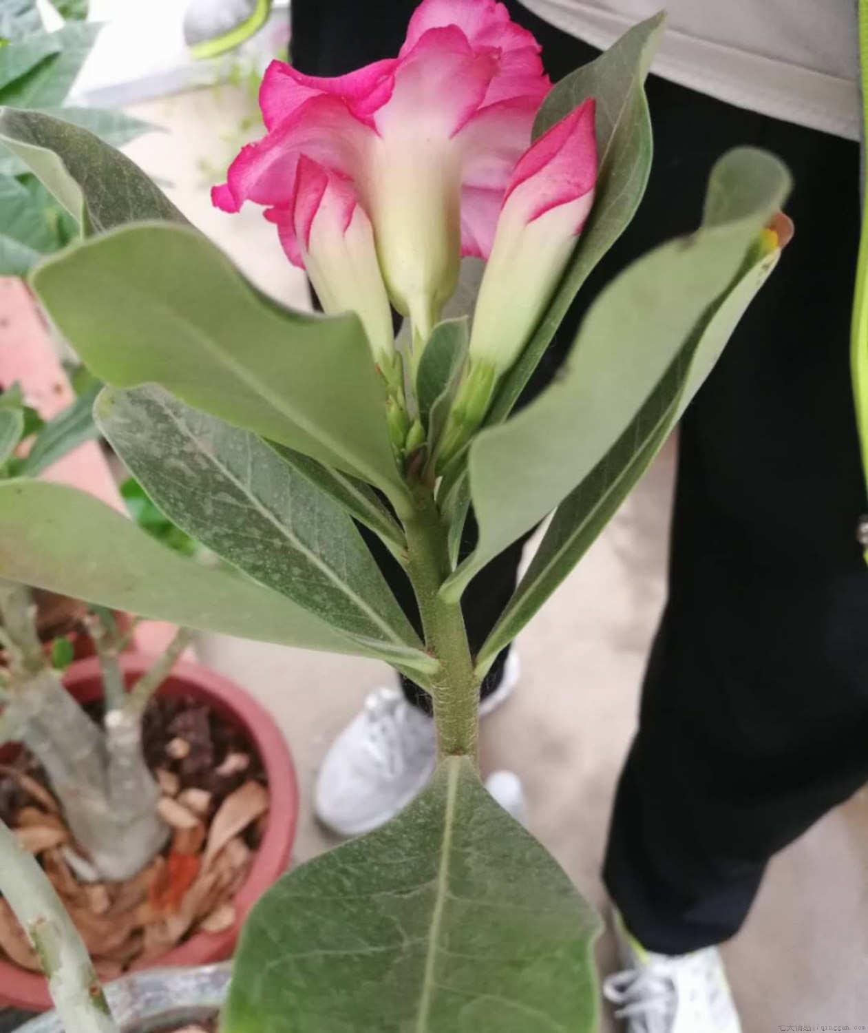 飘香藤用什么肥料，怎么施肥