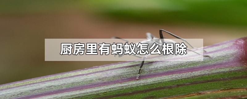 厨房里有蚂蚁怎么根除