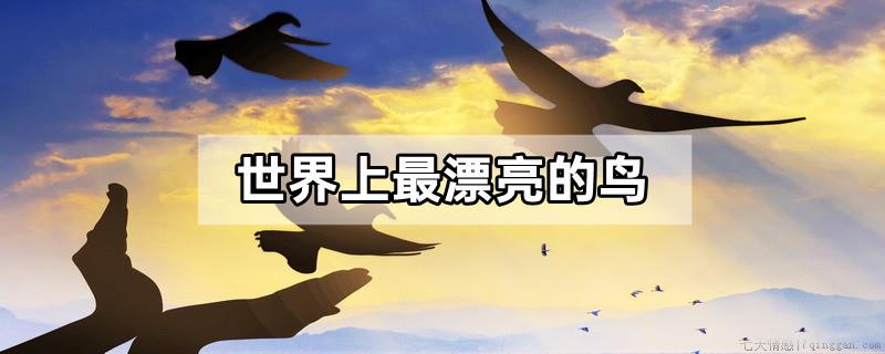 世界上最漂亮的鸟