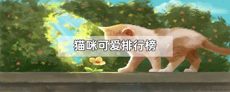 猫咪可爱排行榜