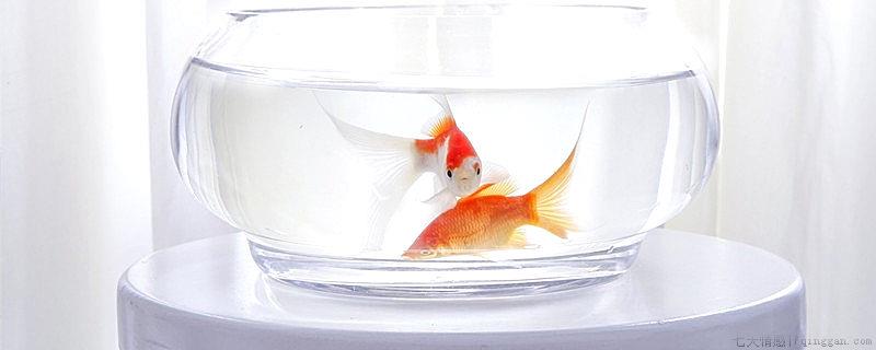 鱼怎么分辨公母