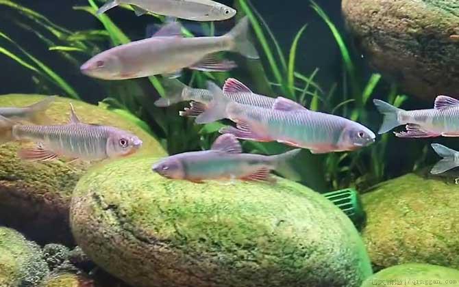 宽鳍鱲是什么鱼