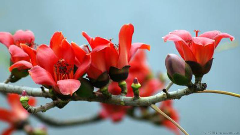 木棉怎么养