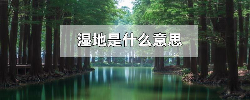 湿地是什么意思