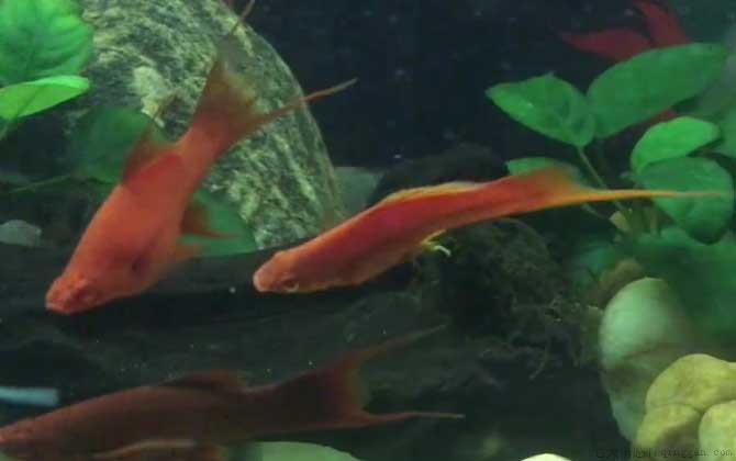 红箭鱼是什么鱼