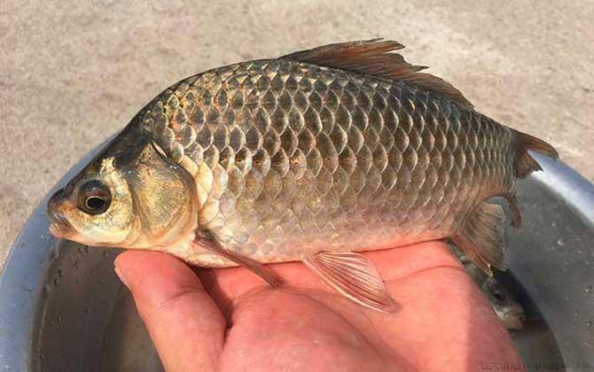 工程鲫是什么鱼