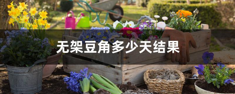 无架豆角多少天结果