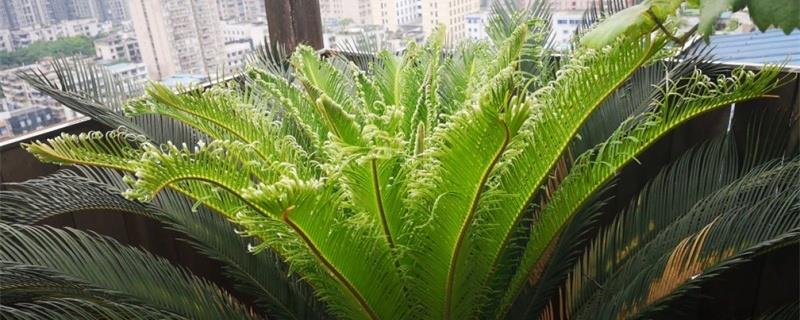 种铁树把茎球全埋吗