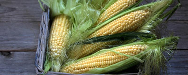 玉米播种最佳深度