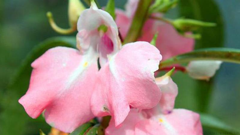 凤仙花怎么养