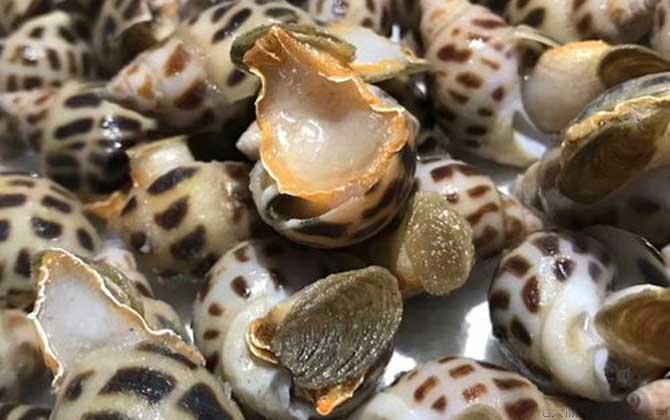 东风螺是什么螺