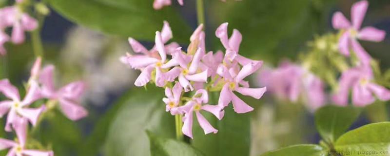 凋谢的花可以当肥料吗