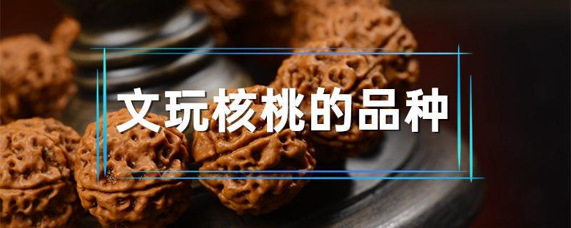 文玩核桃的品种