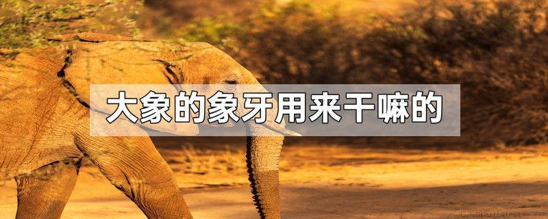 大象的象牙用来干嘛的
