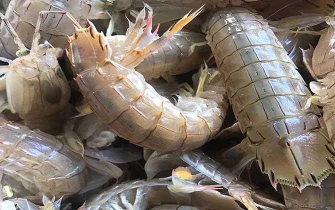 濑尿虾是什么虾