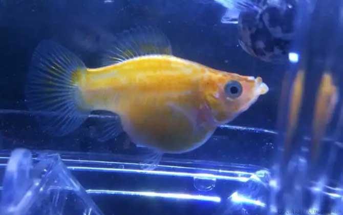 玛丽鱼是什么鱼