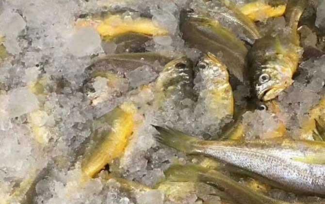 黄花鱼是什么鱼