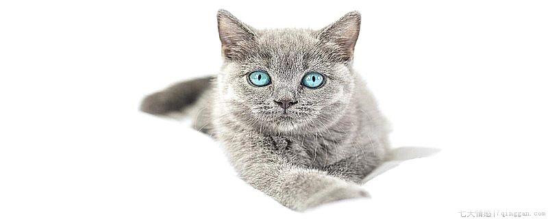 猫身上有小虫子怎么去除