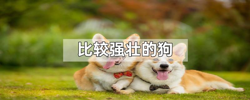 比较强壮的狗