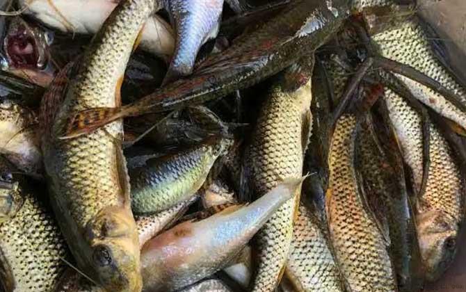 船钉子是什么鱼