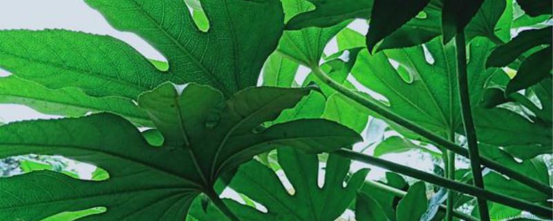 八角金盘用什么土最好