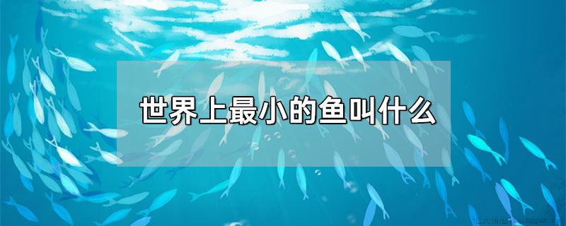 世界上最小的鱼叫什么