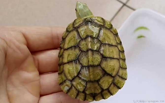 石金钱龟苗价格多少钱一只