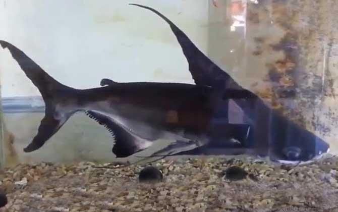 淡水鲨鱼是什么鱼