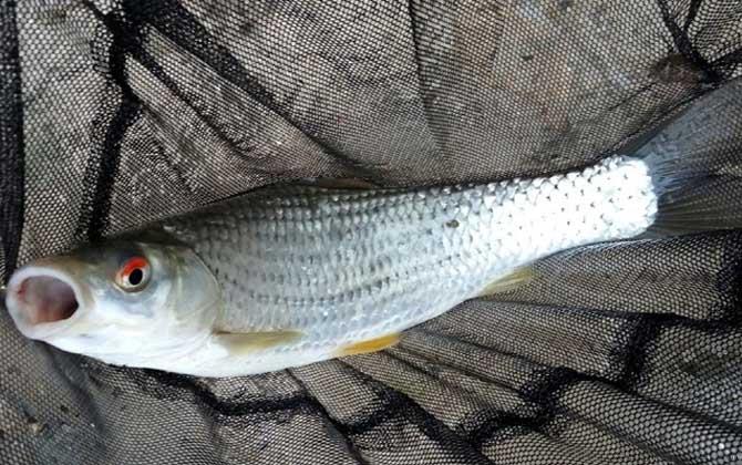 赤眼鳟是什么鱼