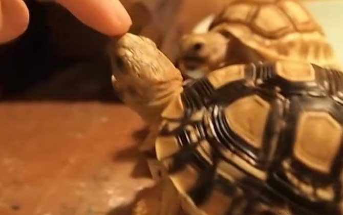 豹纹龟是几级保护动物