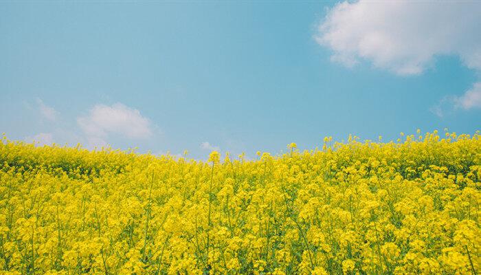 春季种油菜花需要催熟还是排水