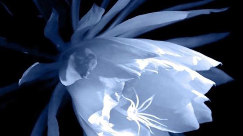 昙花怎么养