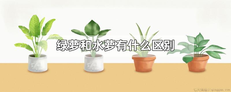绿萝和水萝有什么区别