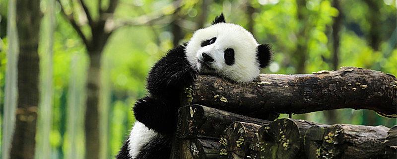 大熊猫生活在什么地方