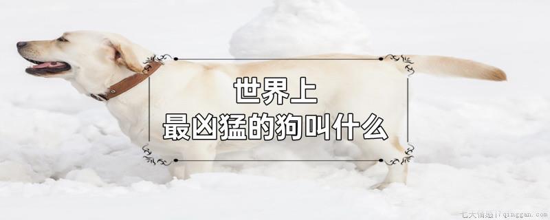 世界上最凶猛的狗叫什么