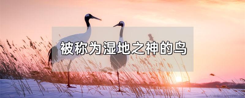 被称为湿地之神的鸟