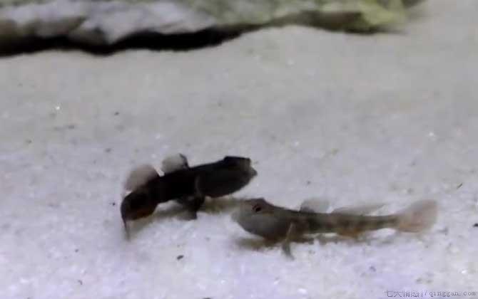 虾虎鱼是什么鱼