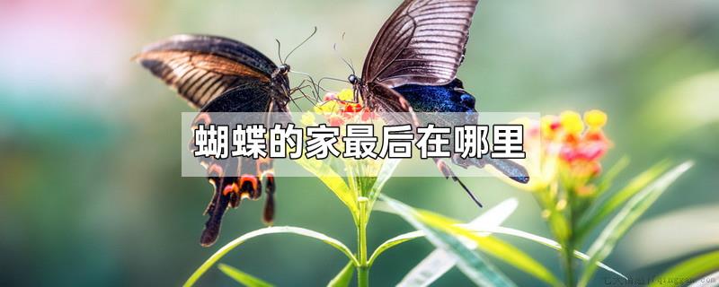 蝴蝶的家最后在哪里